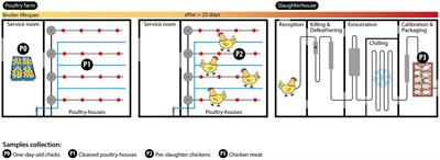 Decoding Klebsiella pneumoniae in poultry chain: unveiling genetic landscape, antibiotic resistance, and biocide tolerance in non-clinical reservoirs